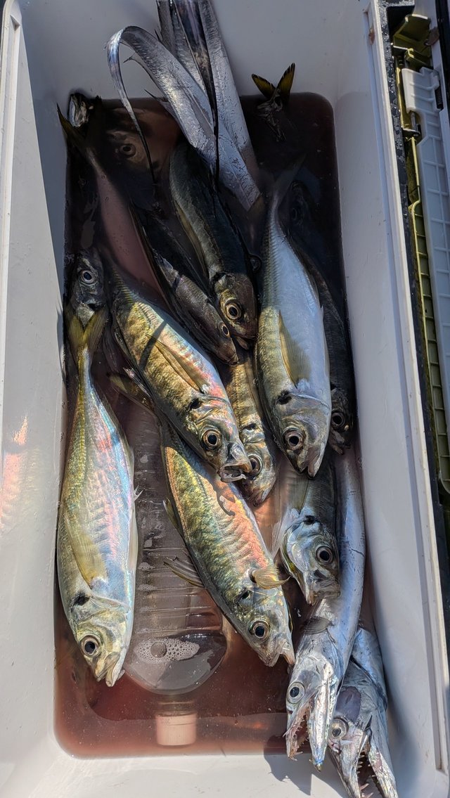 アジ(マアジ)・タチウオ