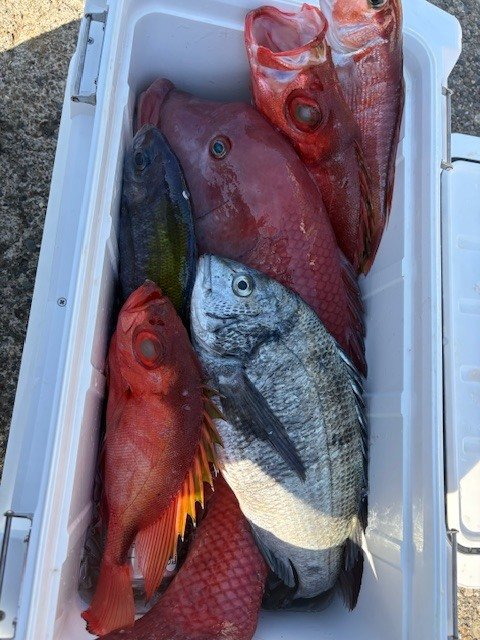 クロダイ・タカベ・アマダイ(アカアマダイ)・キントキ(チカメキントキ)・コブダイ