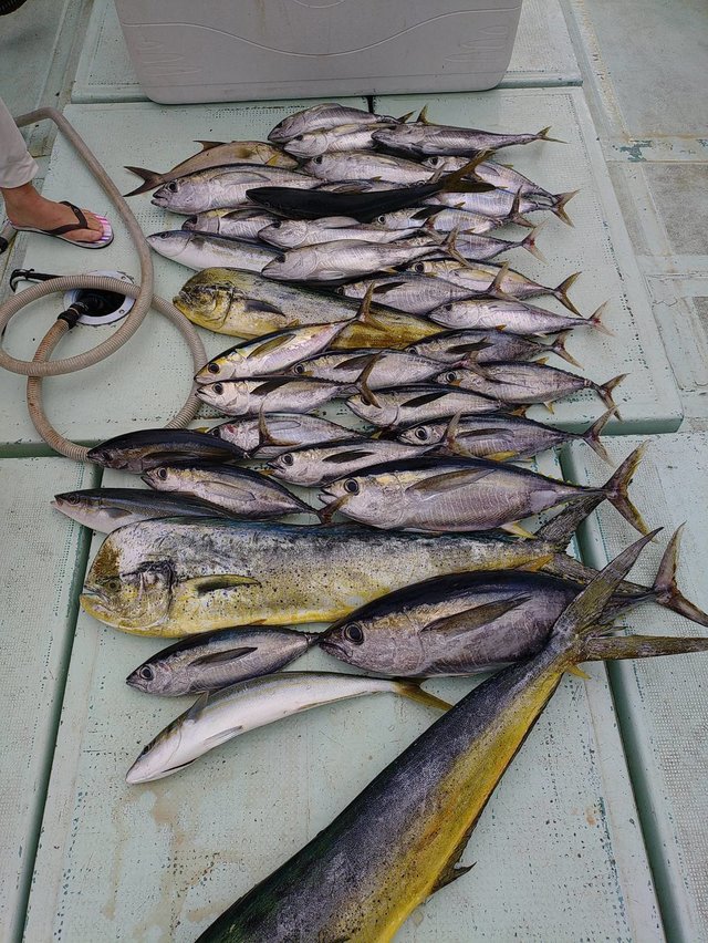 シイラ・メバチマグロ(メバチ)・キメジ(キハダ)