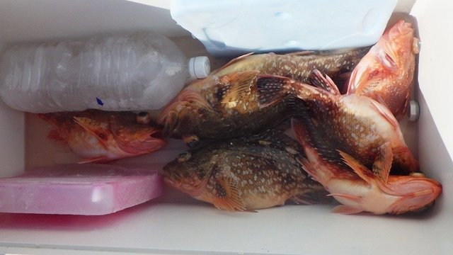 ウッカリカサゴ