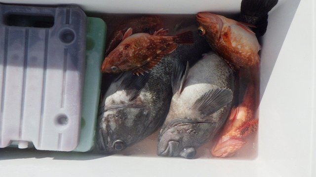 クロソイ・ウッカリカサゴ・マゾイ(キツネメバル)