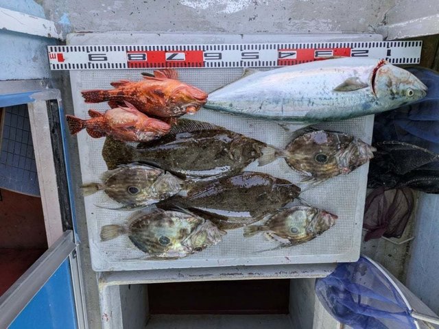 ブリ・カサゴ・ヒラメ・マトウダイ