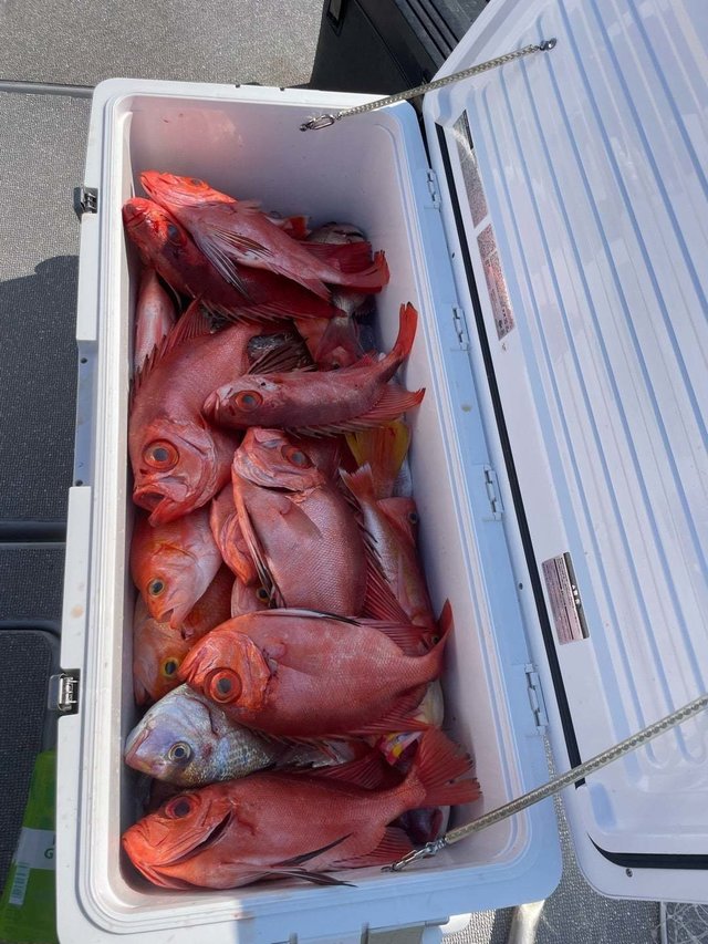 チカメキントキ・チコダイ(チダイ)