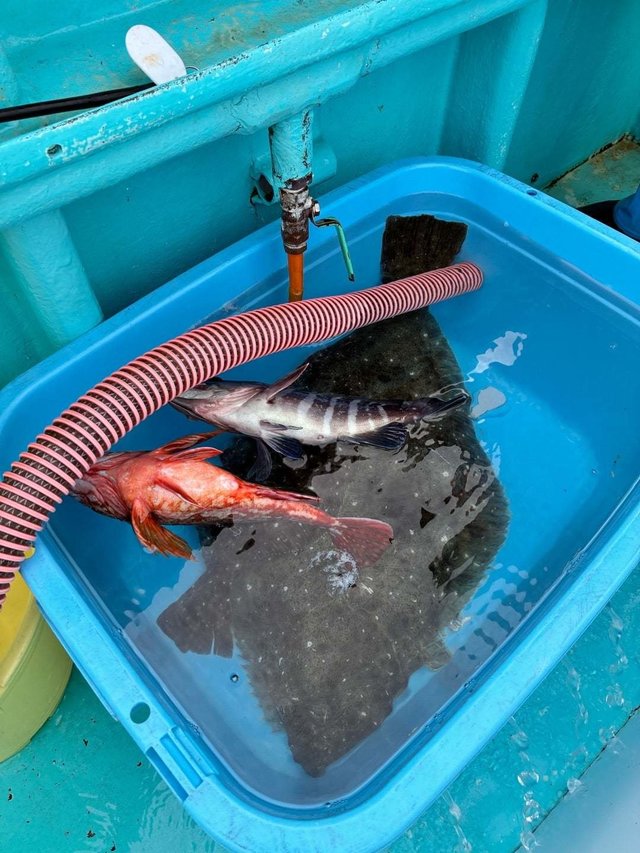 カサゴ・ヒラメ・ハタ(マハタ)