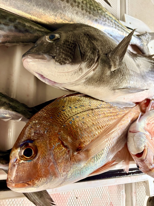 マダイ・クロダイ・サワラ