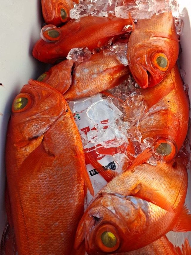 キンメ(キンメダイ)