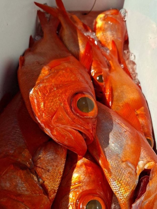 キンメ(キンメダイ)