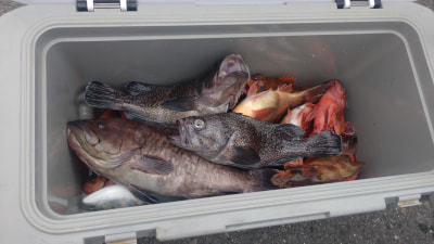 ソイ(クロソイ)・カサゴ・クロメバル(メバル)・ハタ(マハタ)・アカメバル(ウスメバル)