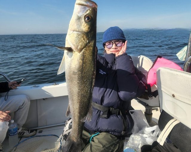 シーバス(スズキ)