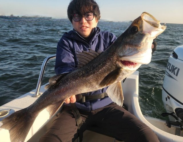 シーバス(スズキ)