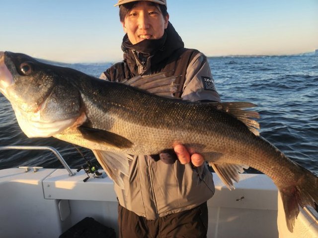 シーバス(スズキ)