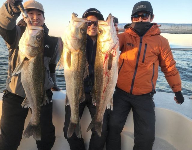 シーバス(スズキ)