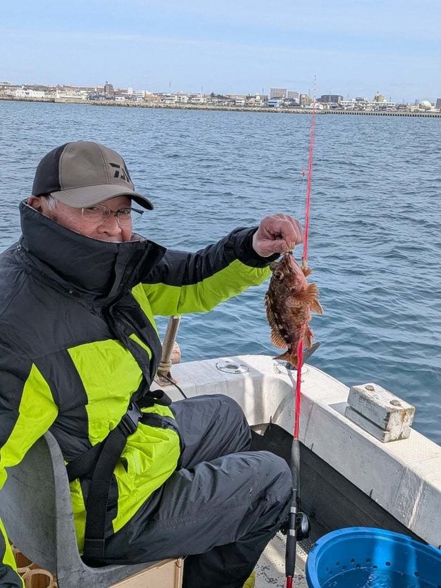 ガシラ(カサゴ)