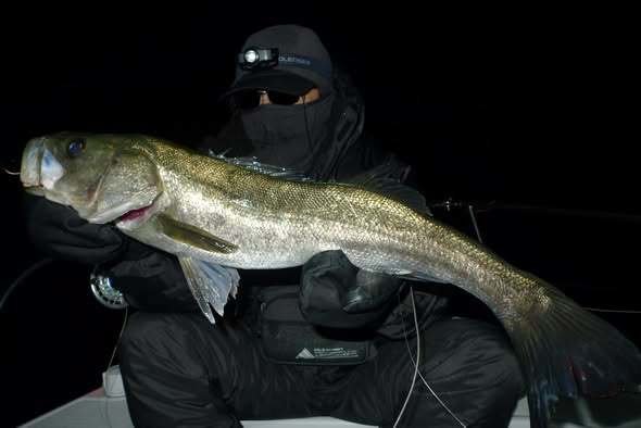 シーバス(スズキ)