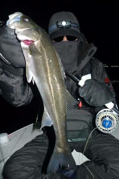 シーバス(スズキ)