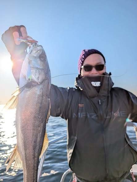 シーバス(スズキ)