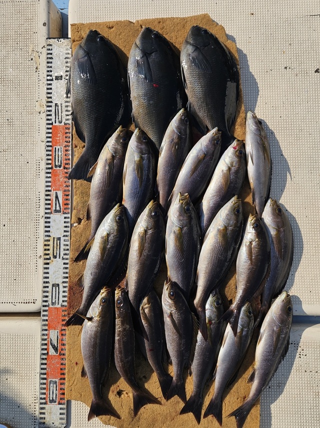 メジナ・イサキ