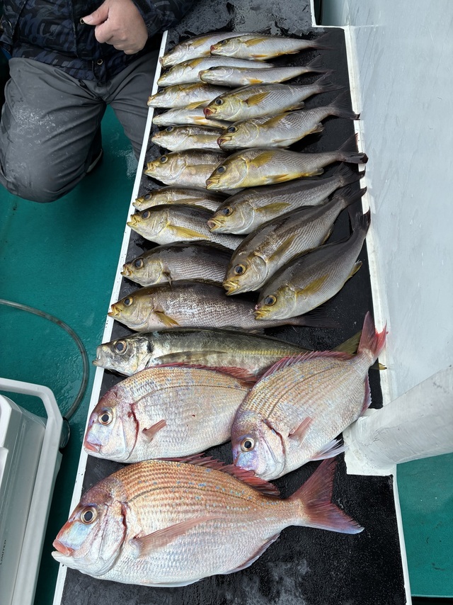 チダイ・マアジ・イサギ(イサキ)