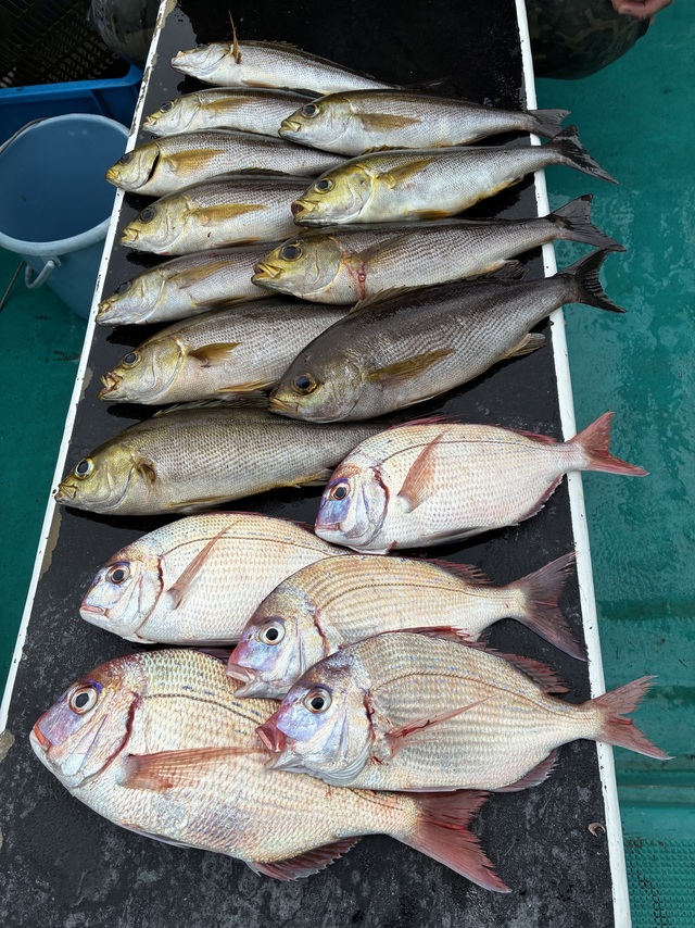 チダイ・マアジ・イサギ(イサキ)