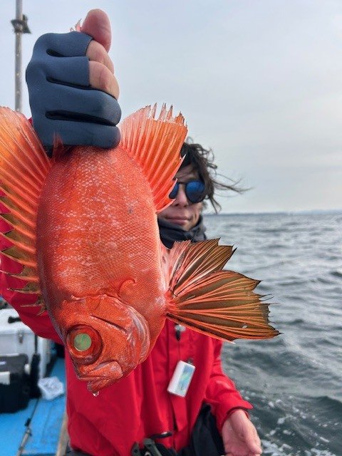 キントキ(チカメキントキ)