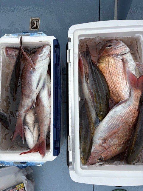 マダイ・イサキ