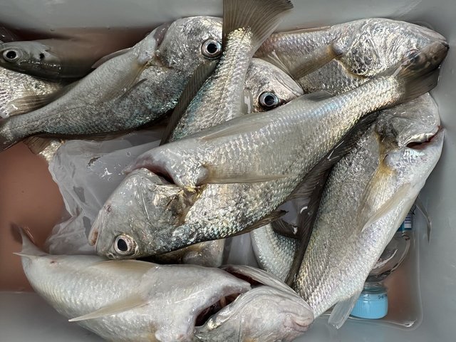 イシモチ(シログチ)