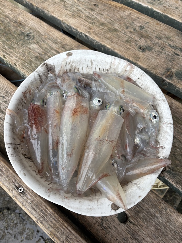 マルイカ(ケンサキイカ)