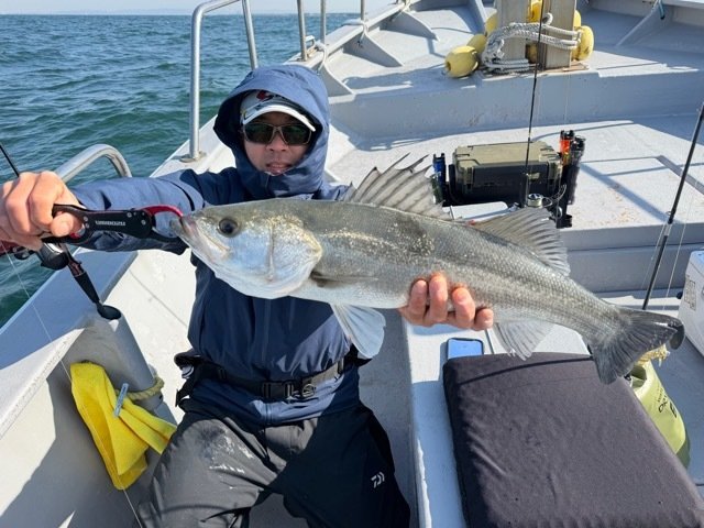 シーバス(スズキ)