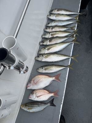 マダイ・マアジ・イサキ