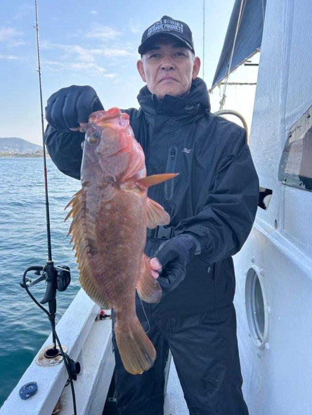 アコウ(キジハタ)