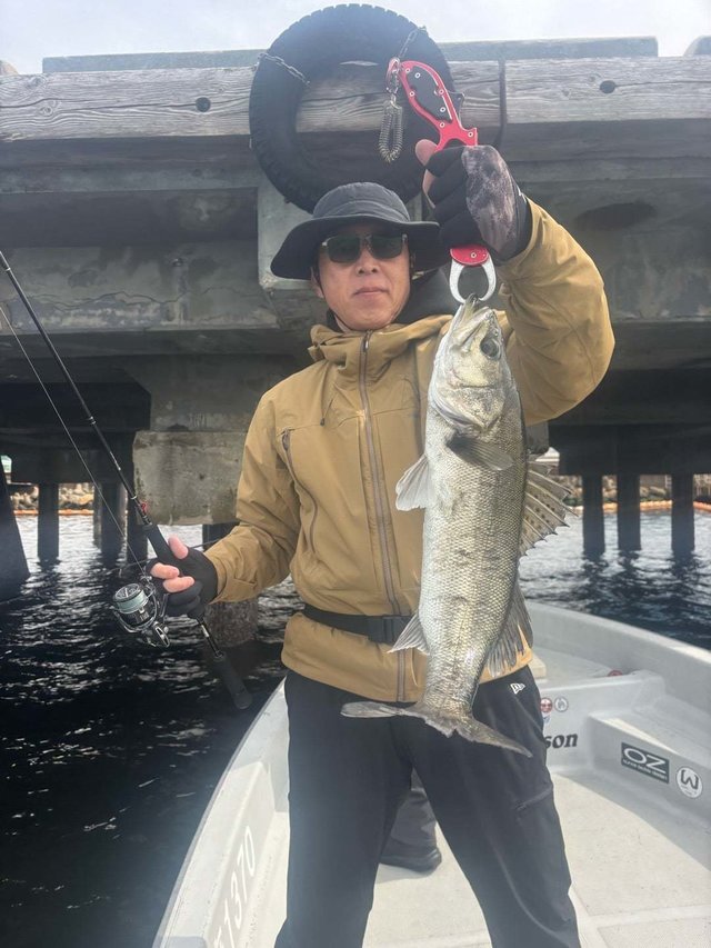 シーバス(スズキ)