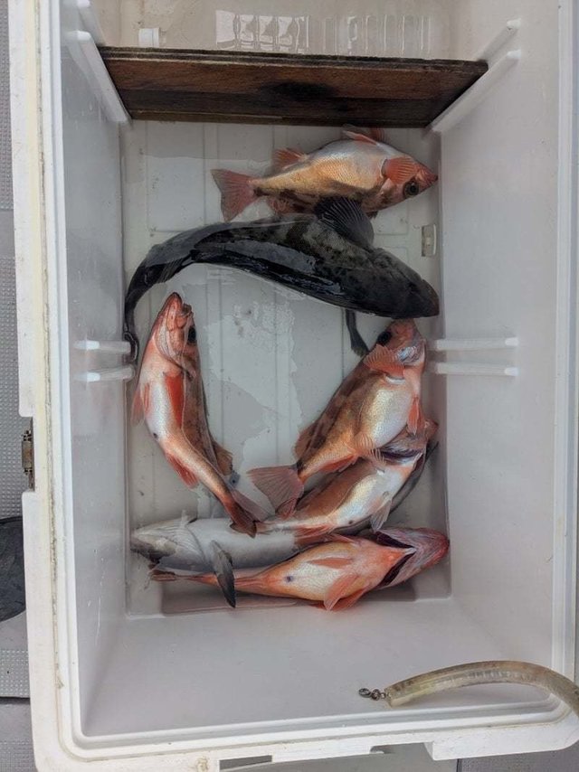 メバル・ホッケ