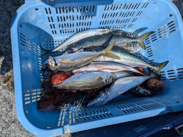 アジ(マアジ)・サバ(ゴマサバ)