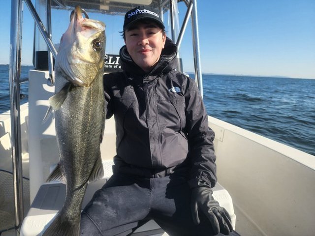 シーバス(スズキ)