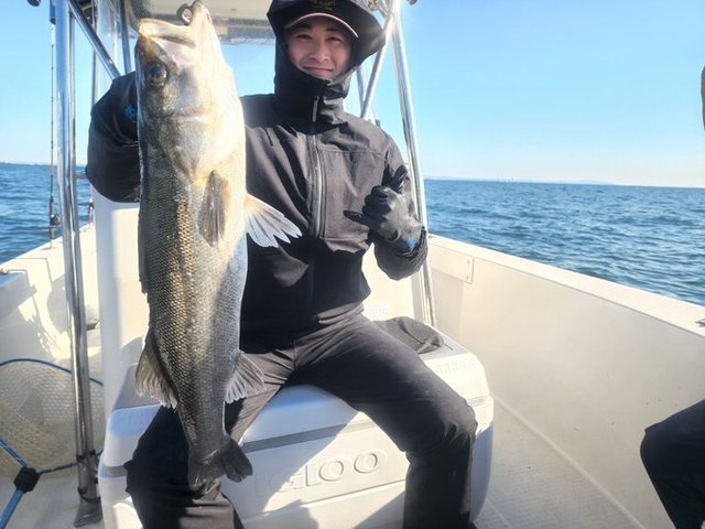 シーバス(スズキ)