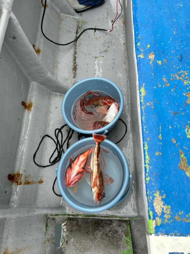 オニカサゴ・ホウボウ・カナガシラ