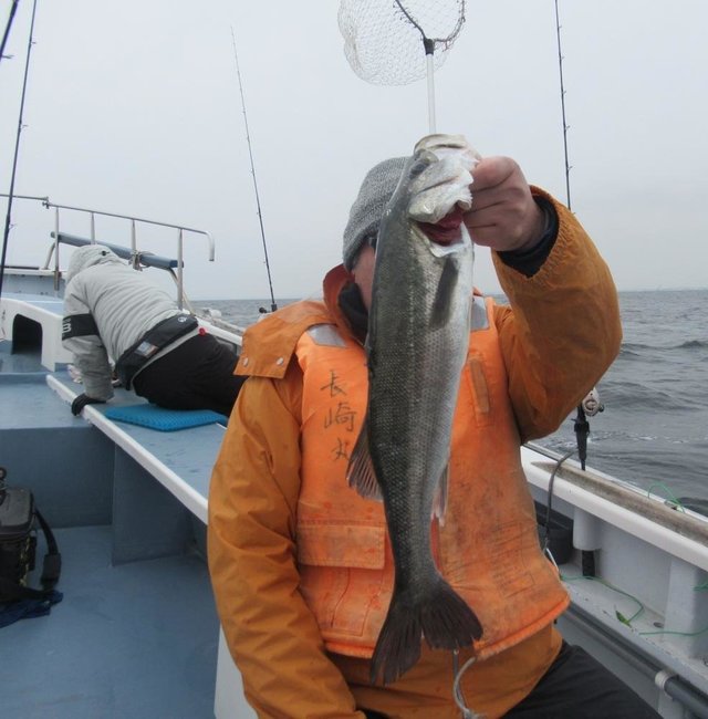 シーバス(スズキ)