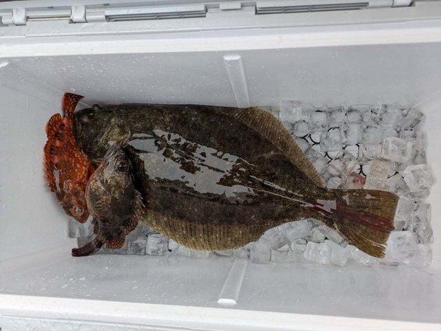 カサゴ・ヒラメ