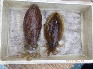 コウイカ