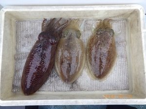 コウイカ