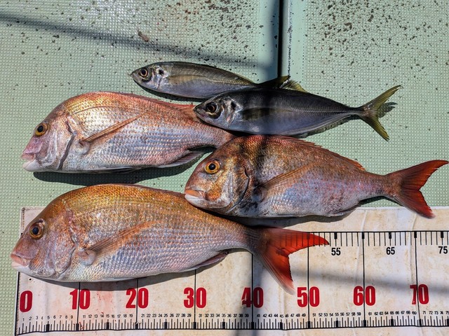 タイ(マダイ)・アジ(マアジ)