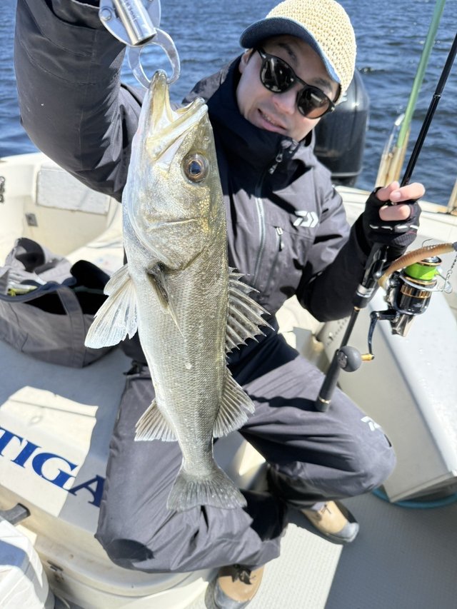 シーバス(スズキ)