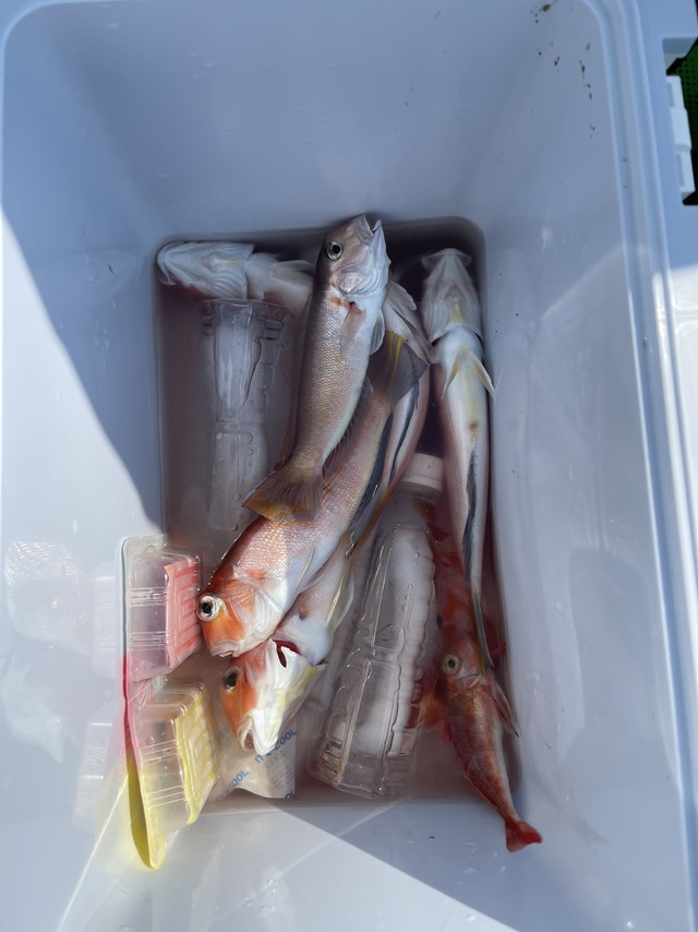 アマダイ(アカアマダイ)