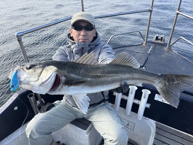 シーバス(スズキ)