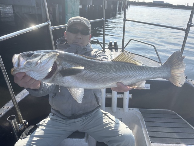 シーバス(スズキ)