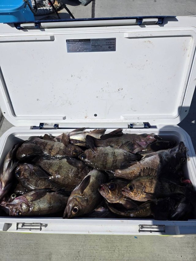 メバル(ウスメバル)