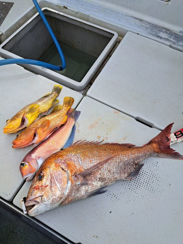 マダイ・アオハタ・アマダイ(アカアマダイ)