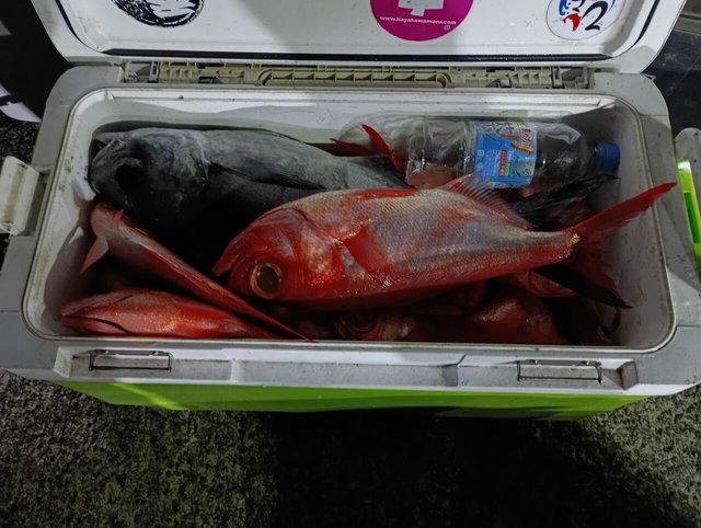 メダイ・キンメ(キンメダイ)