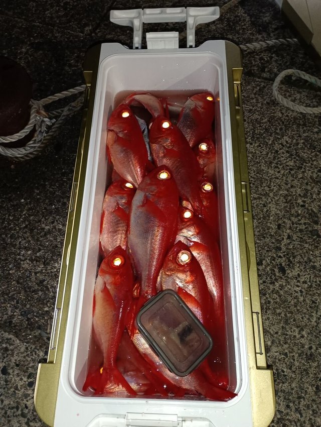 メダイ・キンメ(キンメダイ)