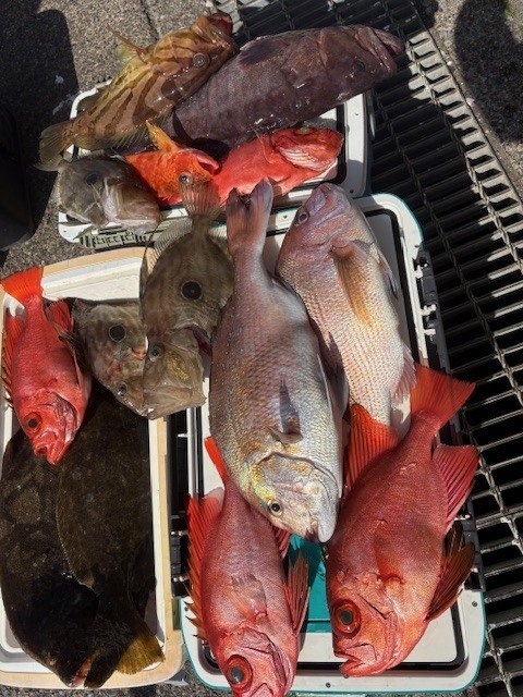 マダイ・マハタ・ホウキハタ・キントキ(チカメキントキ)・アヤメカサゴ・ヒラメ・マトウダイ